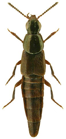 Quedius lucidulus