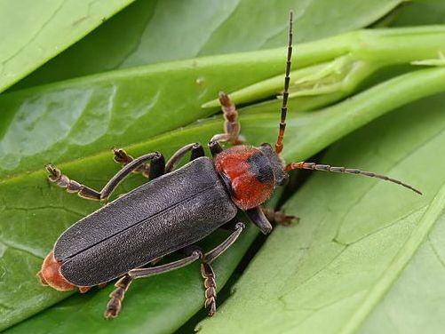 Cantharis fusca (image ©entomart)