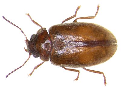 Cyphon laevipennis (image by Udo Schmidt)