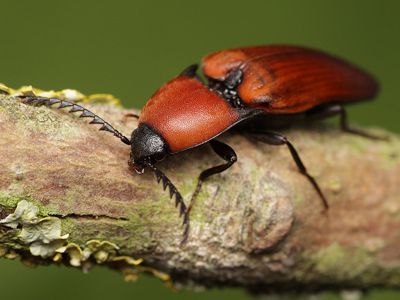 Elater ferrugineus (image by Mark Gurney)