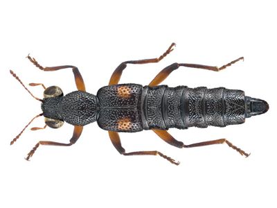 Stenus kiesenwetteri (image by Udo Schmidt)