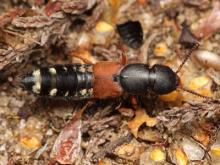 Platydracus stercorarius (image by Mark Gurney)