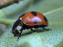 Coccinella septempunctata (Seven-spot Ladybird) (image by John Walters)