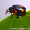 Adalia bipunctata