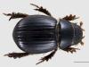 Aegialia arenaria