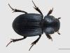 Aegialia insularis