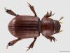 Aegialia rufa