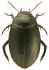 Agabus bipustulatus