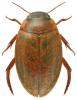 Agabus conspersus