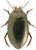 Agabus unguicularis