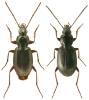 Agonum fuliginosum