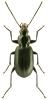 Agonum gracile