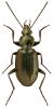 Agonum gracilipes