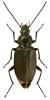 Agonum lugens