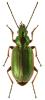 Agonum marginatum