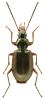 Agonum micans