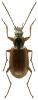 Agonum piceum