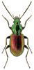 Agonum sexpunctatum