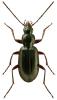 Agonum thoreyi