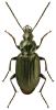 Agonum viduum