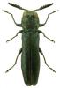 Agrilus laticornis