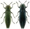 Agrilus viridis