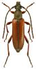 Alosterna tabacicolor