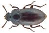 Alphitobius laevigatus