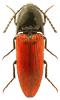 Ampedus rufipennis