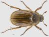 Amphimallon fallenii