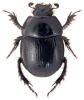 Anoplotrupes stercorosus