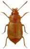 Anthobium unicolor