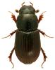 Aphodius arenarius