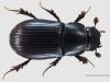 Aphodius arenarius