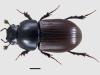 Aphodius ater
