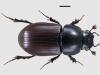 Aphodius ater