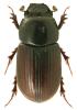 Aphodius borealis