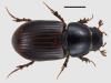 Aphodius borealis