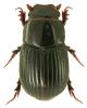 Aphodius brevis