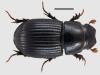 Aphodius brevis