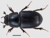 Aphodius coenosus