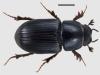 Aphodius coenosus