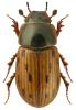 Aphodius conspurcatus