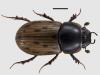 Aphodius conspurcatus