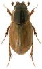 Aphodius consputus