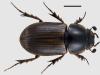 Aphodius consputus