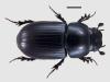 Aphodius constans