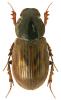 Aphodius contaminatus