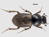 Aphodius contaminatus