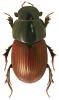 Aphodius depressus